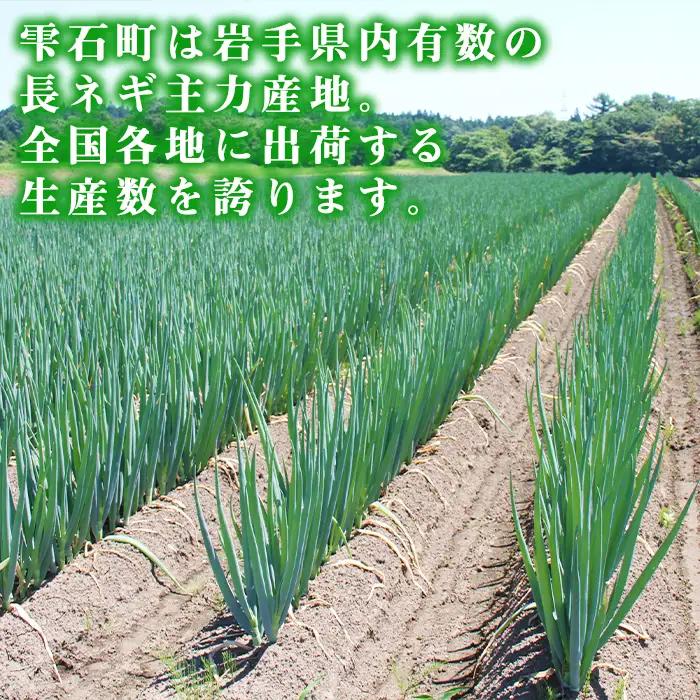 雫石町極楽野 長ねぎ 5kg以上（目安本数：約25本～35本）土なし｜新鮮野菜を産地直送！「高橋農園」