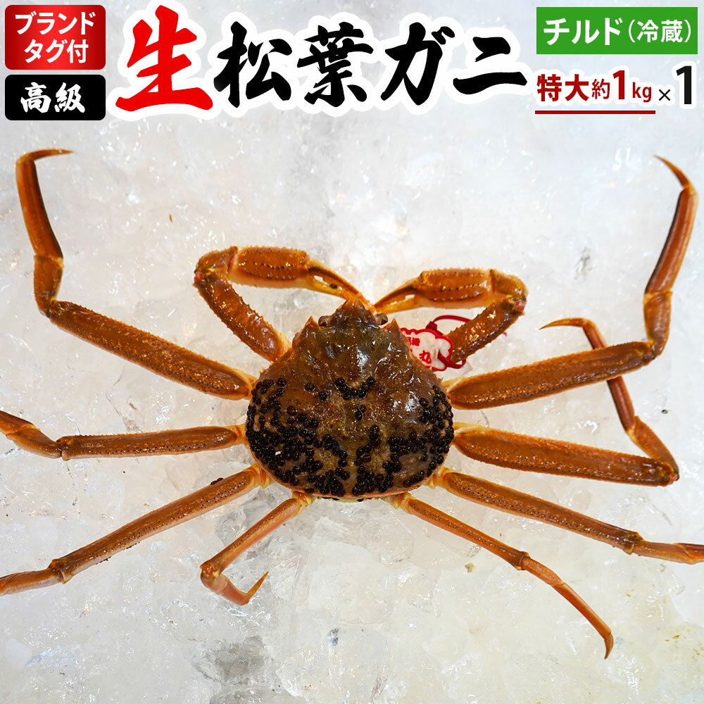 【ふるさと納税】ブランドタグ付高級生松葉ガニ（特大約1kgを1枚）OM-26 タグ付き 松葉ガニ 松葉がに かに 蟹 カニ 鳥取県境港 御来屋漁港
