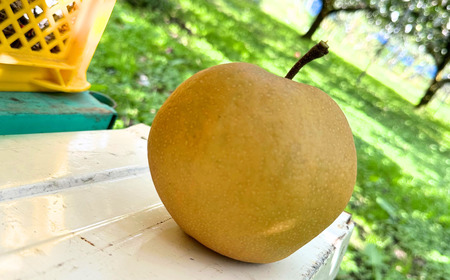 先行予約 和梨 新興 自家用 約5kg 令和7年度 [三条ファームWIN] 【010S841】