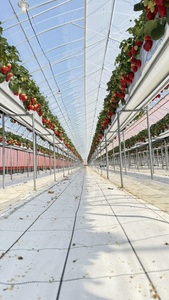 古都華270g×2パック【2026年1月以降お届け】