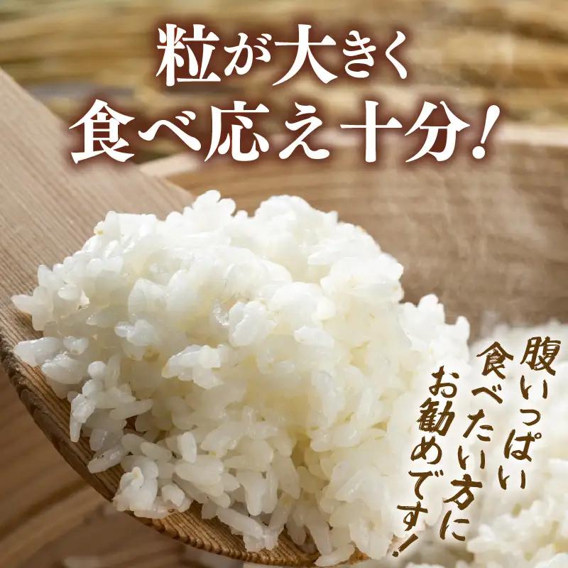 【先行予約】【令和8年産】定期便 ≪3ヶ月連続お届け≫ 化学肥料不使用 てんこもり 精米 5kg × 3回（合計15kg） / 白米 米 福井県あわら市産 美味しい 特別栽培米 減農薬 安心な米 旨味