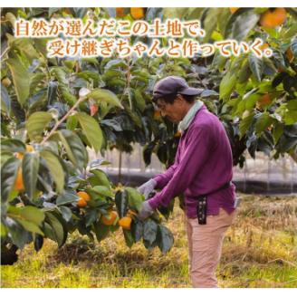 【R6年10月以降発送】刀根早生柿発祥の地・ひらたねなし柿約2.5kg(10～15玉入り)【配送不可地域：離島】