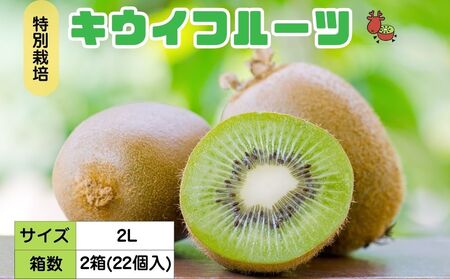 ＜12月以降順次発送＞こだわり プレミアムキウイフルーツ 2Lサイズ 11個×2箱入 追熟処理済／ ふるさと納税 キウイ キウイフルーツ ギフト 栄養 果物 お土産 化学肥料不使用 特別栽培 塩 奈良県 宇陀市 やまとファームJAPAN