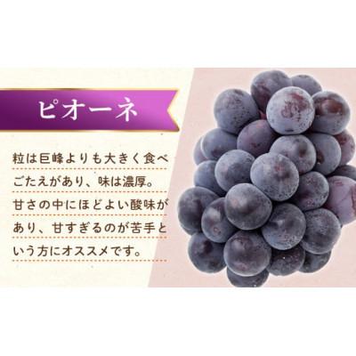 ふるさと納税 三豊市 【発送月固定定期便】香川県・三豊市共通返礼品　フルーツ旬の果物　Fセット全3回