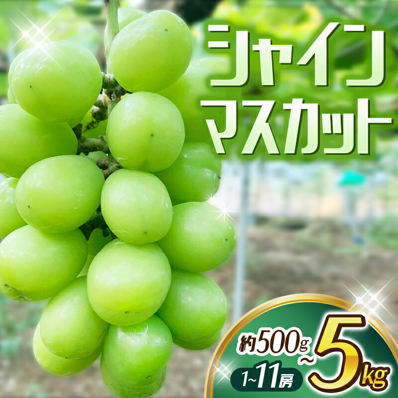 【ふるさと納税】 シャインマスカット 【選べる容量】 1房 2房 8～11房 / ぶどう マスカット 葡萄 ブドウ 田辺市 和歌山県