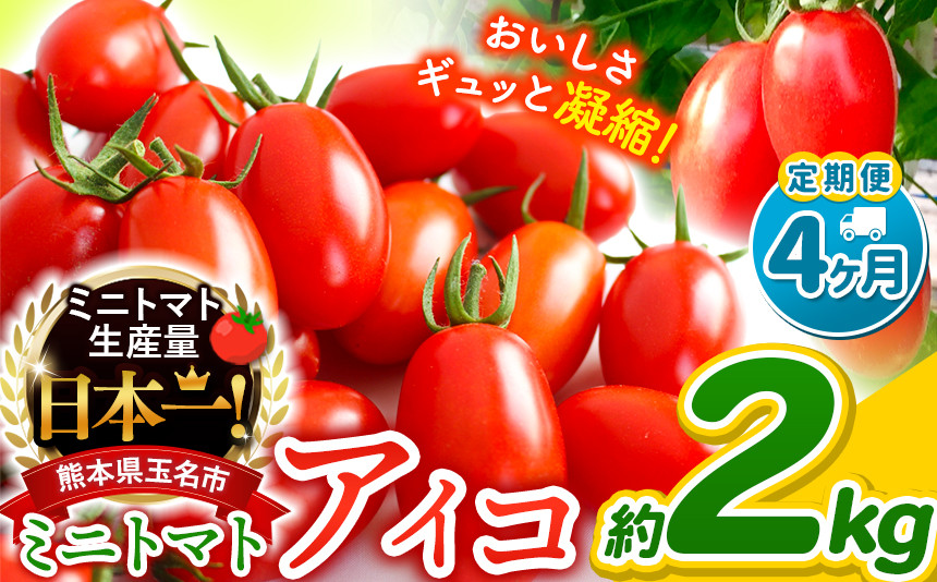 
                  【 定期便 4回 】ミニトマト アイコ 約 2kg サザキ農園 ｜ 野菜 トマト 熊本 サザキ農園 ミニトマト 生産量 日本一 玉名市 !! くまもと たまな
                