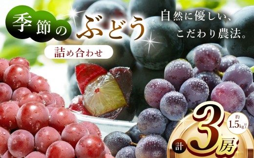 季節のぶどう詰め合わせ3房入り(約1.5kg～) 12月先行予約開始 | フルーツ ぶどう 詰合せ 兵庫県 上郡町