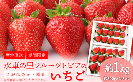 【先行予約】 やかげのいちごギフトセット(さがほのか・章姫) 約1kg(約500g×2P)《1月中旬-2月末頃出荷》水車の里フルーツトピア岡山県矢掛町産 苺 果物 フルーツ