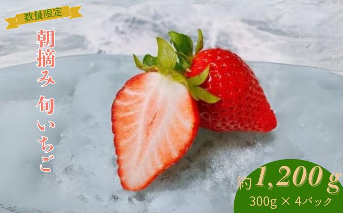 【ふるさと納税】【先行予約】【2026年1月下旬～3月下旬に随時発送】 朝摘み　旬いちご 約300g×4パック