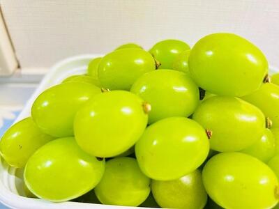 ぶどう 2025年 先行予約 クイーンニーナ シャインマスカット マイハート 秀品 粒だけ 約1.5kg 農林大臣賞受賞 岡山 国産 果物 フルーツ 食べ比べ 2025年8月中旬から発送