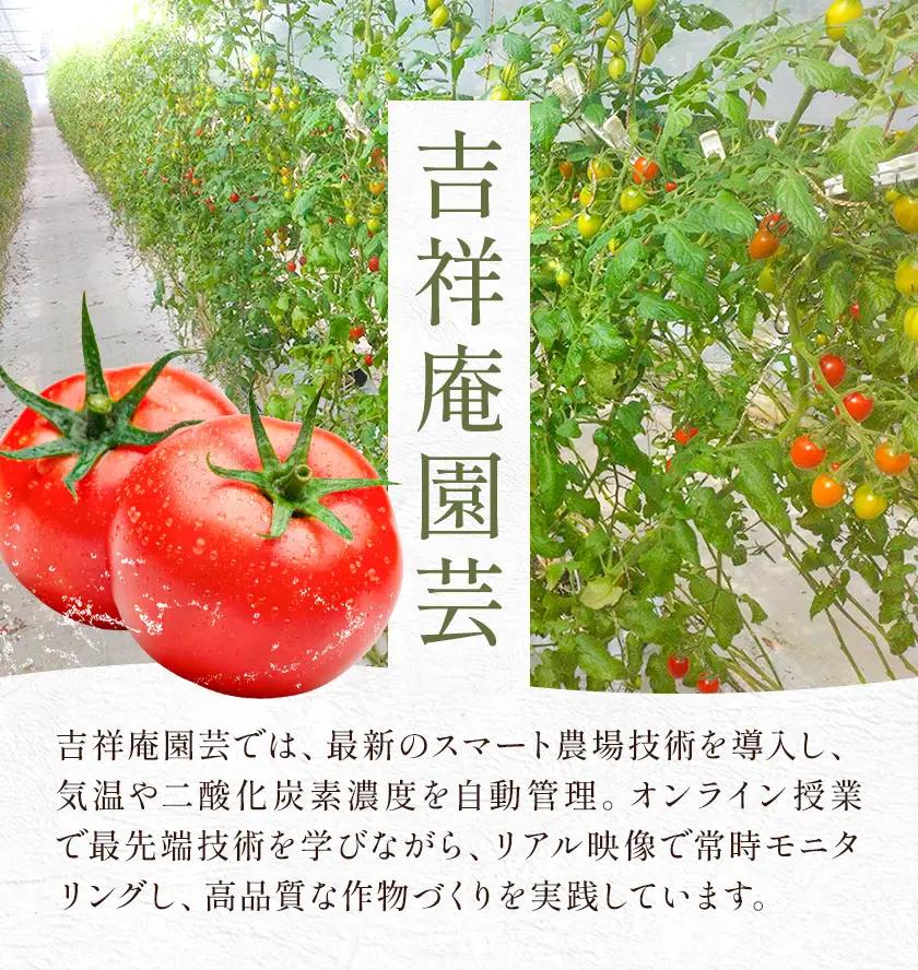 【8回定期便】トマト あいこ あいこトマト 200g×4パック ×8回 吉祥庵園芸《11月上旬-6月上旬頃出荷》鹿児島県 さつま町 送料無料 野菜 トマト お取り寄せ