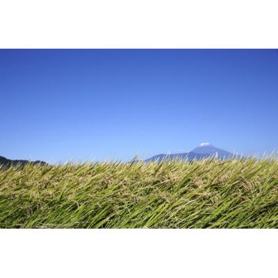 ふるさと納税 田村市 【無洗米】田村産ひとめぼれ10kg【令和7年産】 |  | 02