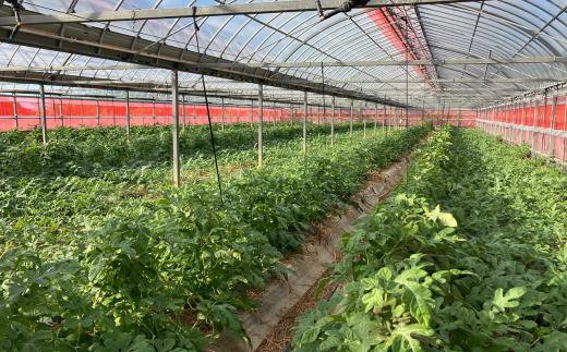 一つ一つ丁寧に育てられた小玉スイカをお届けいたします