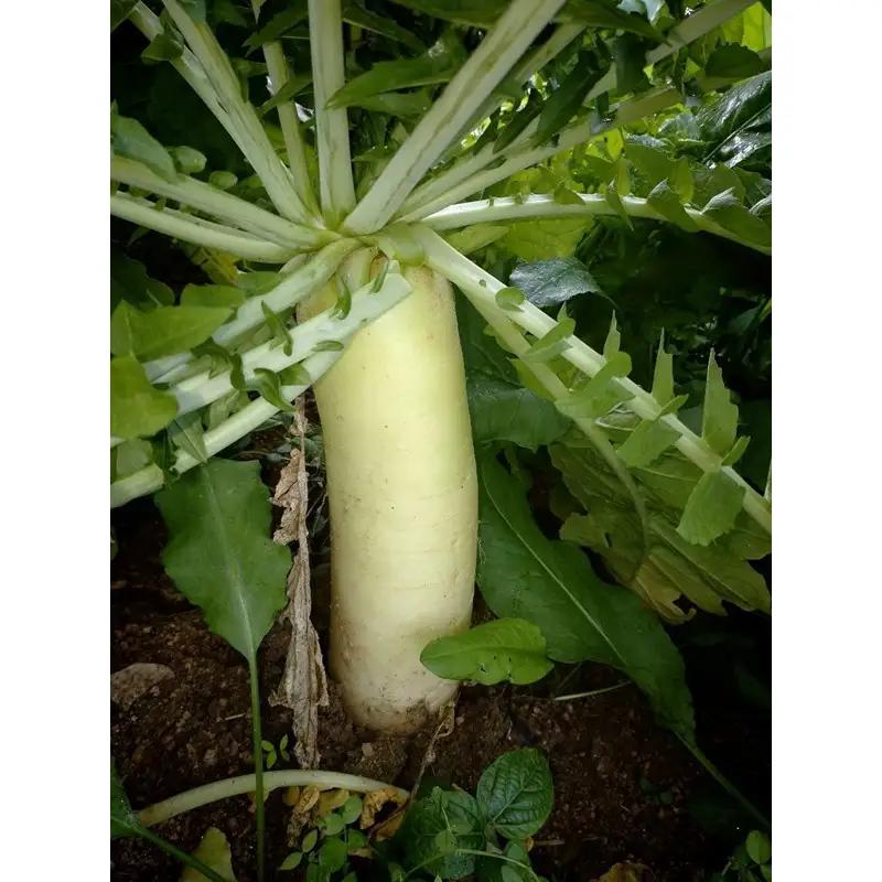 【野菜】京都 冬鍋野菜セット 4種