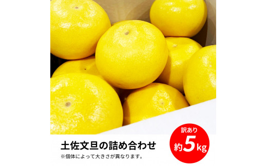 先行予約 土佐の柑橘 土佐文旦 5kg 詰め合わせ ちょっと訳あり 文旦 5キロ ぶんたん ブンタン 柑橘 高知県 高知 返礼品 故郷納税 9000円 果物 くだもの フルーツ お取り寄せ 美味しい 