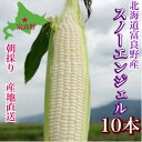 【ふるさと納税】【2025年出荷】白いとうもろこし「スノーエンジェル」北海道富良野産 L～2L 10本入_ とうもろこし コーン トウモロコシ 野菜 ホワイトコーン 朝採れ 人気 産地直送 甘い 送料無料 希少 限定 人気 おすすめ 北海道 富良野 【配送不可地域：離島】【1405480】