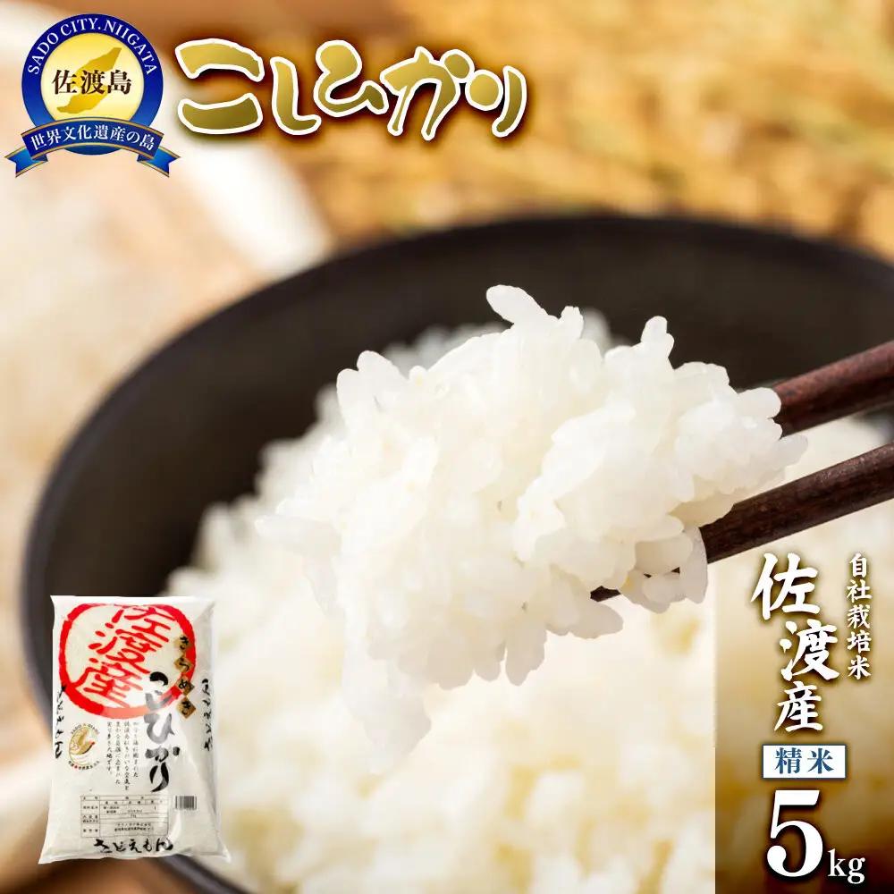 【令和7年米】自社栽培米佐渡産こしひかり（精米5kg）