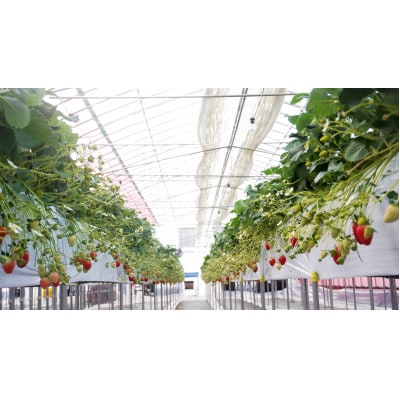 先行受付2026年1月以降発送　晴れの国おかやま新ブランド「晴苺」化粧箱入り2パック【配送不可地域：離島・北海道・沖縄県】【1444423】