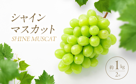 2026年産 シャインマスカット 1kg（2房）長野 農家からもぎたて直送 ぶどう 種なし 皮ごと 産地直送 フルーツ 果物 デザート おやつ マスカット ブドウ 葡萄 秋 旬 駒ヶ根市産 信州 長野