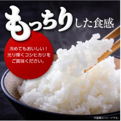 ふるさと納税 桜川市 《 令和7年産 》 コシヒカリ 精米 10kg (茨城県共通返礼品 かすみがうら市) |  | 01