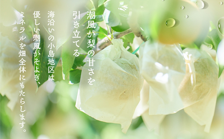 《先行予約》朝倉さんの『小島梨』 3kg　~ 9玉 幸水 凛夏 秋麗 あきづき 甘太 など 梨 梨 梨 梨 梨 梨 梨 梨 梨 梨 梨 梨 梨 梨 梨 梨 梨 梨 梨 梨 梨 梨 梨 梨 梨 梨 梨 