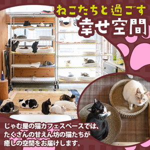 猫まみれになれる猫カフェチケット(3枚) チケット 猫 カフェ 体験 ネコ ねこ 保護猫 動物 カフェ利用チケット 保護猫カフェ 利用券 利用優待券 触れ合い ふれあい 体験型 動物カフェ 癒し 写真