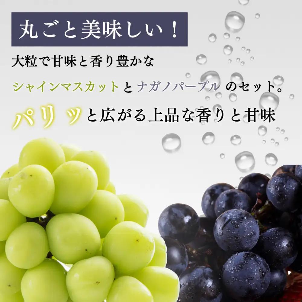 長野市産 ナガノパープル＆シャインマスカット詰合せ１kg【2026年9月以降出荷分】フルーツ ぶどう 葡萄 果物 人気 種なし 新鮮 期間限定 令和8年 2026年発送 |シャインマスカット