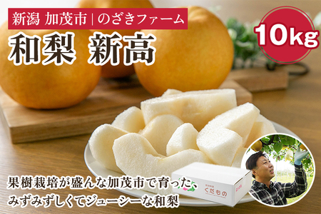 【2025年先行予約】新潟県加茂市産 和梨 新高10kg（12～24玉）〈10月上旬～順次出荷〉 なし ナシ にいたか 果物 フルーツ 秋の味覚 加茂市 のざきファーム