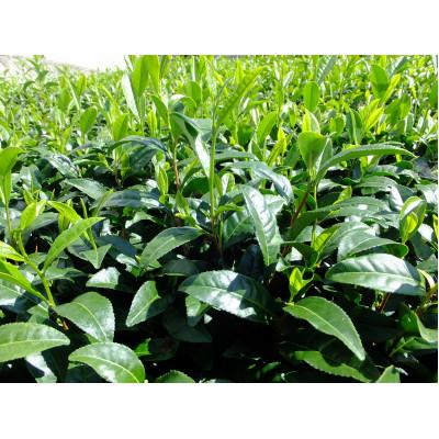 ふるさと納税 牧之原市 【2026年先行予約】静岡牧之原茶「新茶」初摘 計300g(100g×3本) |  | 02