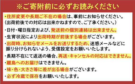 【2025年発送分 先行予約】【ビタミンC豊富な濃厚いちご】さちのか 500g（250g×2パック） / 苺 イチゴ いちご フルーツ 果物 / 佐賀県 / さかもとさんの畑[41ABAA007]