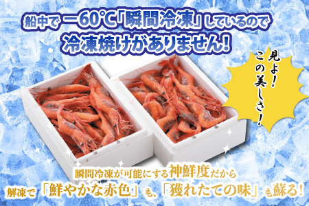 【年3回お届け】 甘えび 合計約1.65kg (約550g ×3回) 天然・鮮度抜群！ 漁船直送！ 「共栄丸」 絶品甘海老をお届け！【定期便 甘海老 甘エビ あまえび アマエビ エビ 刺身 冷凍 産地