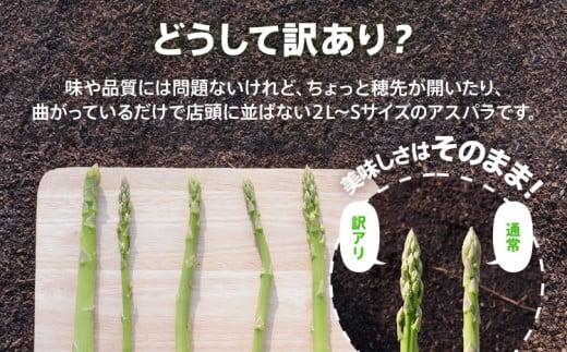 数量限定 先行予約 訳あり 規格外 アスパラ 2L～Sサイズ 1.5kg 春芽　朝採り 朝採れ 直送 グリーンアスパラガス アスパラ【2月～4月お届け】 BT04 春芽【2月～4月お届け】
