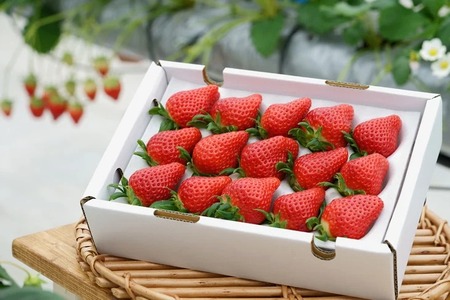 【3回定期便】亀岡産いちご 女峰 1箱×3回 イチゴ