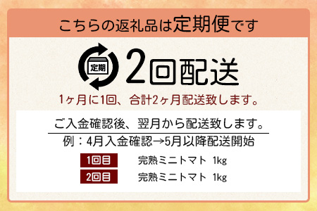 【2回定期便】完熟ミニトマト Ricotomato 1kg 合計2kg 月1回 年2回発送 野菜 とまと トマト 佐賀産 佐賀県 鹿島市 送料無料 春 夏 旬 D-93