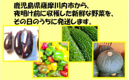 【訳アリ】【朝どれ】アグリ福ちゃん 夏野菜セット（５種類） ZS-6129
