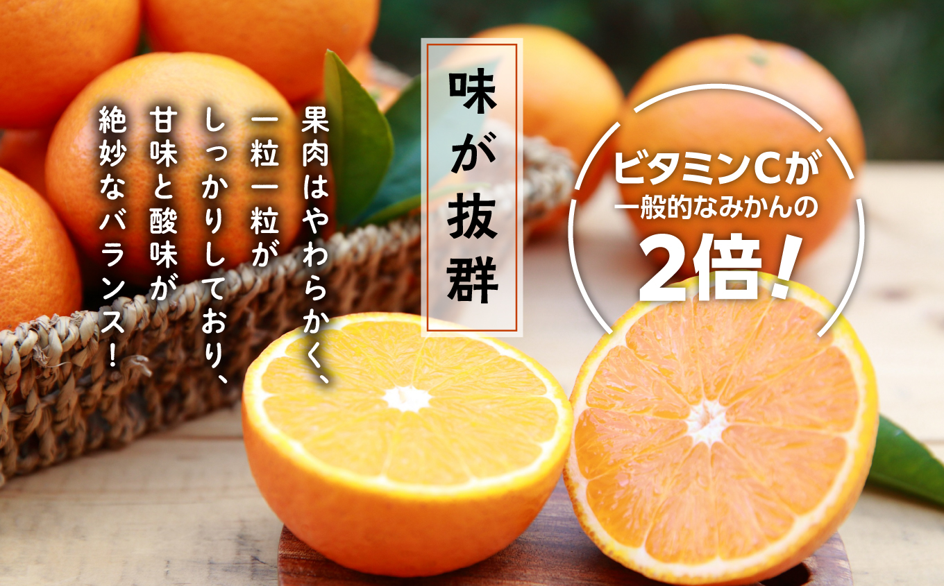 《 先行予約 》 【2025年2月中旬〜3月中旬頃順次発送】種子島産タンカン(ご家庭用) 約5kg (24玉〜36玉)【南種子町果樹部会】