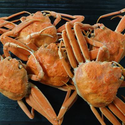 ふるさと納税 射水市 香箱がに4〜6尾(計約600g)