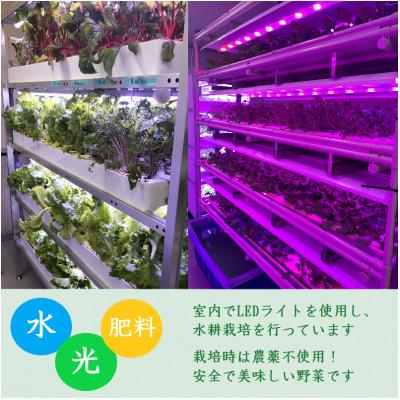 ふるさと納税 吉岡町 品種おまかせ!LED菜園野菜ミックス 500g×1パック |  | 01