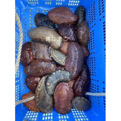 ふるさと納税 由良町 青ナマコ　活!漁師直送!