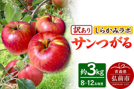 【26年9月クール便発送】りんご サンつがる【訳あり】約3kg しらかみラボ 先行受付 家庭用 青森県 弘前市 果物 フルーツ 林檎 リンゴ くだもの 不揃い 規格外