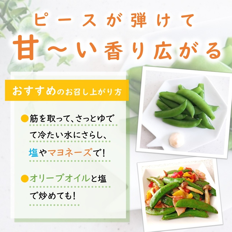 訳あり大容量！みずみずしさ弾ける!鷹島のスナップエンドウ 1.5kg ( 訳アリ えんどう エンドウ 豆 旬の野菜 野菜 新鮮 朝摘み )【B0-194】