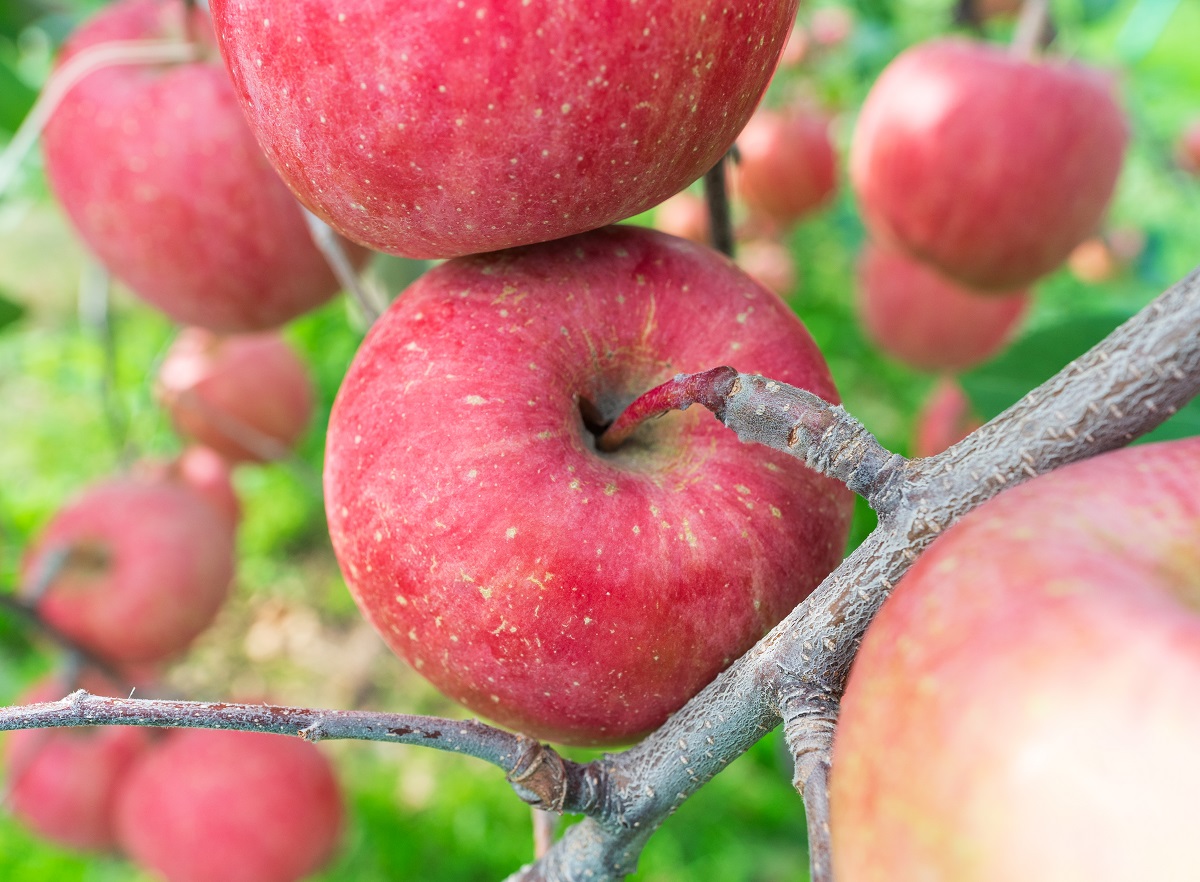 【2025年12月上旬発送】りんご 3kg 程度 葉とらず サンふじ 11月 12月 家庭用 青森産 りんご ふじ 【 サンふじりんご 葉とらずりんご くだものフルーツ果物林檎約3kg 】