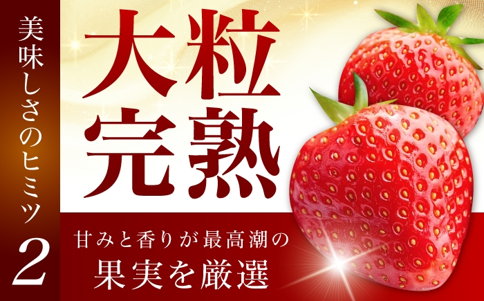 完熟 大粒 いちご イチゴ 冷凍 フローズン フルーツ 果物 ストロベリー 紅ほっぺ 苺 冷凍苺 冷凍いちご デザート