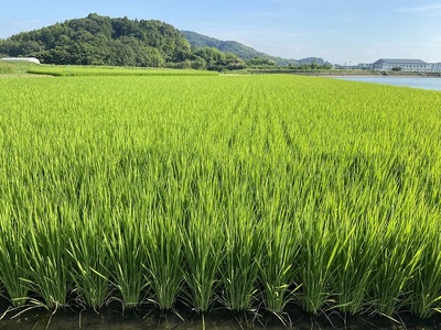 D417 あいお（秋穂）で育ったお米 きぬむすめ 1分づき米 5kg