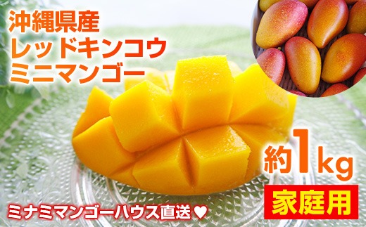 【2025年発送】ミナミマンゴーハウスの赤金煌(レッドキンコウ）ミニマンゴー約1kg 【家庭用】- ご家庭用 沖縄県産 産地直送 南国フルーツ 旬の味覚 ご自宅用 オススメ 沖縄県 八重瀬町