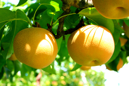 C-1282【先行予約】赤梨10kg【梨 赤梨 10kg 先行予約 なし ナシ pear 幸水 豊水 新興 新高 期間限定 季節限定 果物 くだもの フルーツ お取り寄せ 特産品 島根県 益田市】