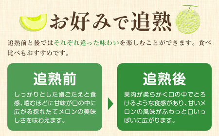 メロン 肥後グリーンメロン 特大 4L ～ 5L サイズ 2玉 約2～2.4kg×2 MOTOYAMA358FARM 《2027年5月中旬-6月下旬頃出荷》 熊本県 菊池市 メロン 果物 フルーツ 九