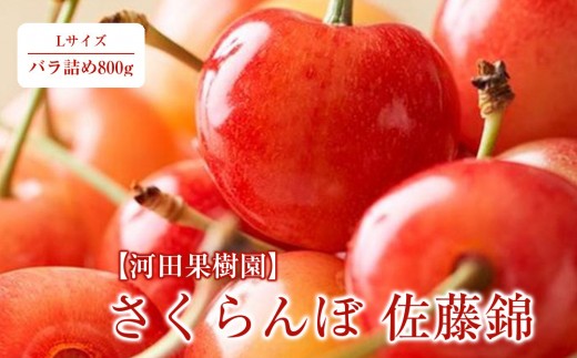 
                  さくらんぼ 佐藤錦 Lサイズバラ詰め800g(2026年7月上旬から発送予定)  河田果樹園 【 さくらんぼ サクランボ 果物 くだもの フルーツ デザート 旬 お取り寄せ 甘い 北海道産 人気 ランキング 北海道 旭川市 産地直送 】_00749
                