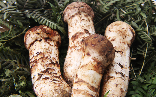 【特選】岩泉まつたけ 直送 300g【配送不可地域：離島】