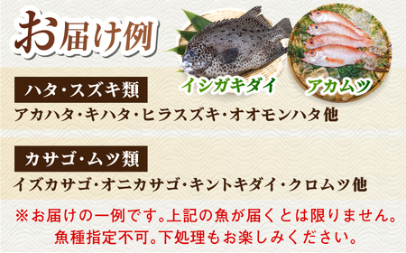 【五島列島直送】朝獲れ高級鮮魚セット6kg 五島市 / 鯛福丸水産[PDP004]  魚 鮮魚 セット 海鮮 直送 さかな 詰合せ 冷蔵